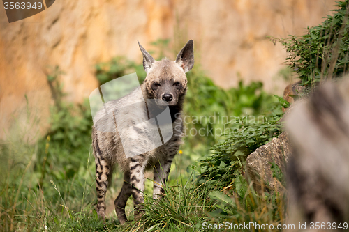 Image of Striped hyena (Hyaena hyaena)