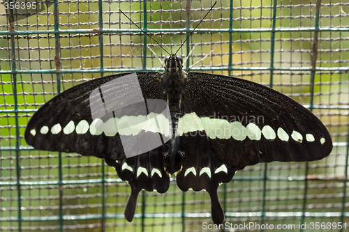 Image of beautiful dark butterfly with white strip