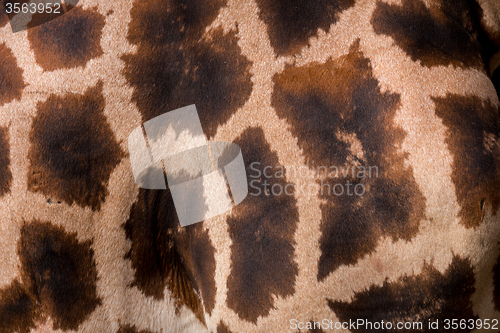 Image of Giraffa texture