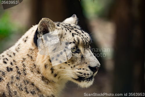 Image of snow leopard, Uncia uncia