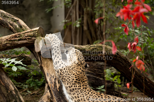 Image of shot of Persian leopard