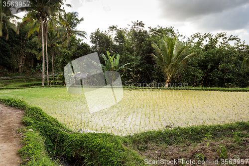 Image of Rice terraced paddy fields in Gunung Kawi