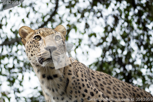 Image of head shot of Persian leopard