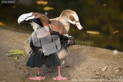 Image of Egyptian Goose