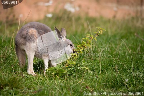 Image of red kangaroo baby