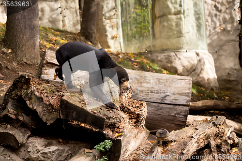 Image of Sun bear also known as a Malaysian bear