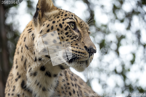 Image of head shot of Persian leopard