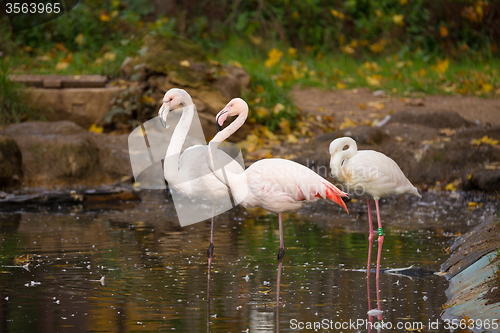 Image of Beautiful American Flamingos