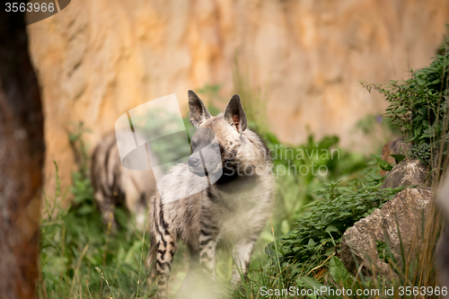 Image of Striped hyena (Hyaena hyaena)