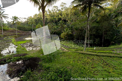 Image of Rice terraced paddy fields in Gunung Kawi