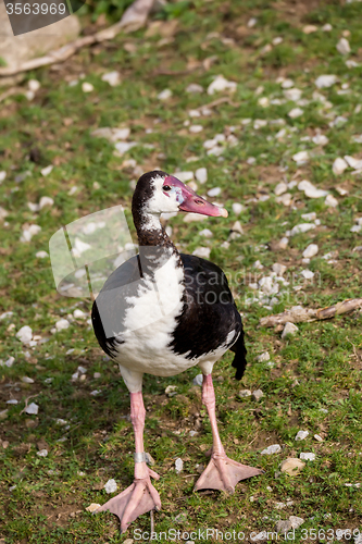 Image of Spur-winged Goose, Plectropterus gambensis