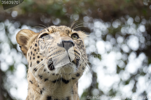 Image of head shot of Persian leopard