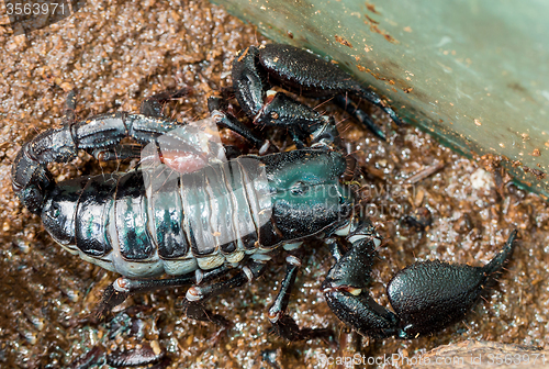 Image of Emperor Scorpion ( Pandinus imperator)