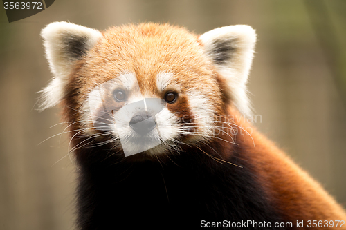 Image of Red panda (Ailurus fulgens)