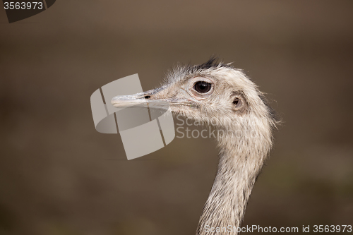 Image of Portrait of Australian Emu (Dromaius novaehollandiae)