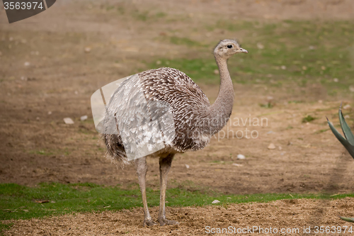 Image of Portrait of Australian Emu (Dromaius novaehollandiae)