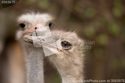 Image of Portrait of Australian Emu (Dromaius novaehollandiae)