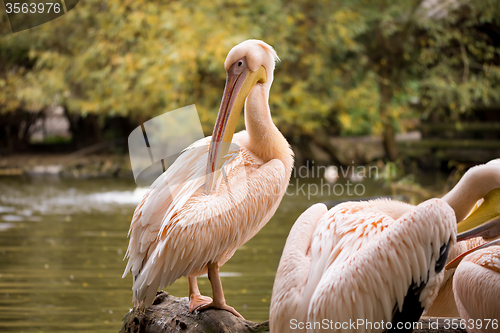 Image of rare Spot-billed pelican, Pelecanus philippensisin camera 