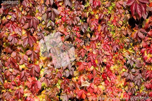 Image of Autumn background