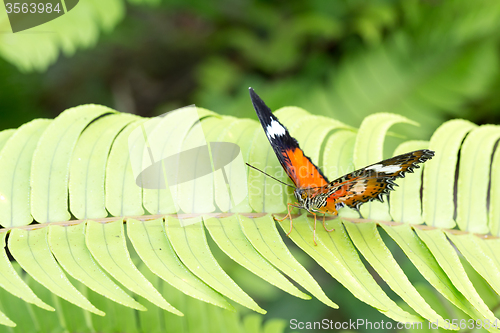 Image of beautiful Monarch Butterfly