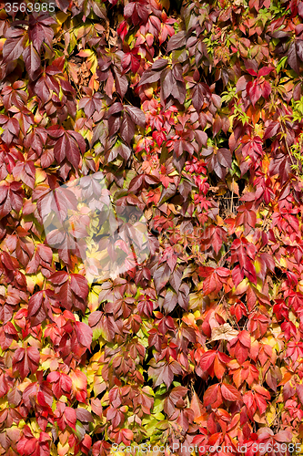 Image of Autumn background