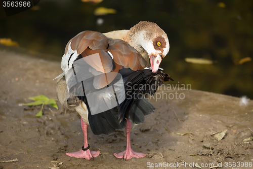 Image of Egyptian Goose