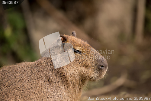 Image of Close up photo of Capybara