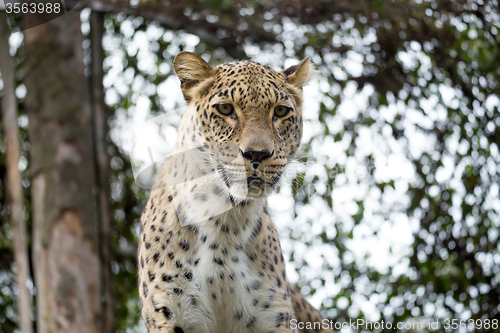 Image of head shot of Persian leopard