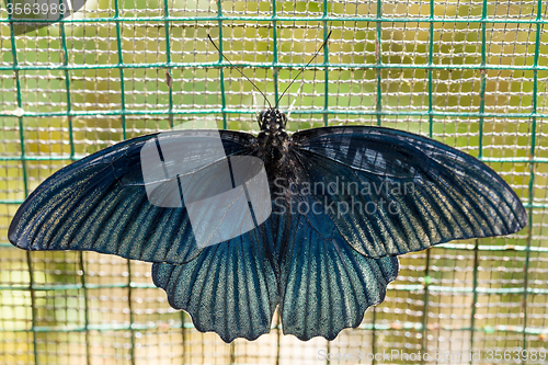 Image of beautiful dark blue butterfly