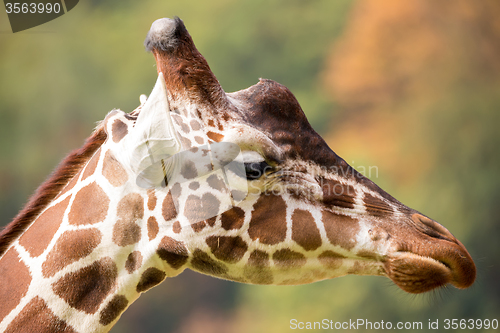 Image of young cute giraffe grazing