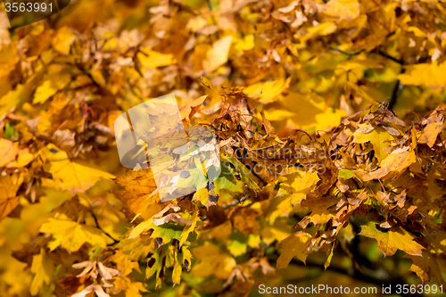 Image of Autumn background