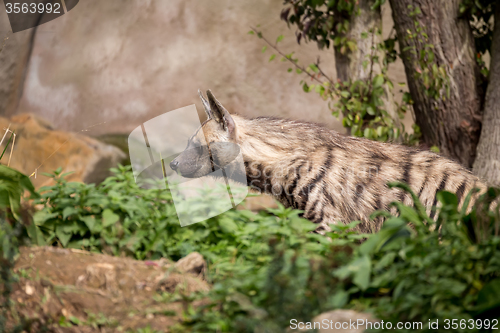 Image of Striped hyena (Hyaena hyaena)