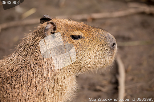 Image of Close up photo of Capybara