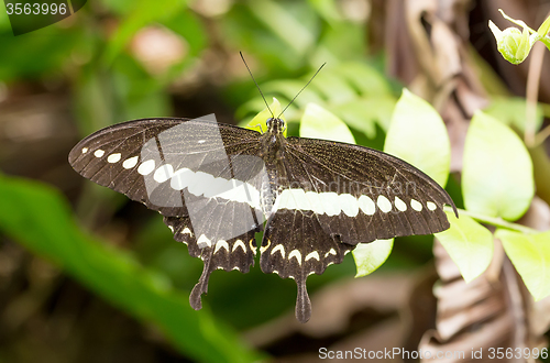 Image of beautiful dark butterfly with white strip