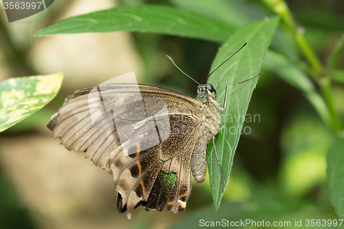 Image of beautiful brown Butterfly