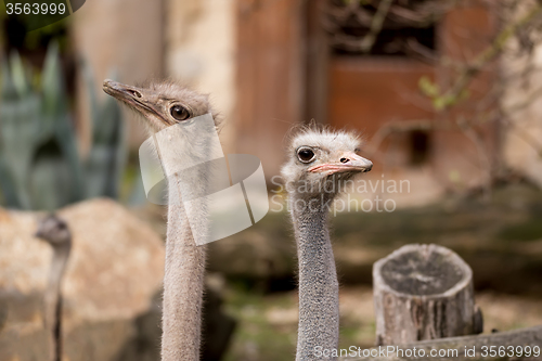 Image of Portrait of Australian Emu (Dromaius novaehollandiae)