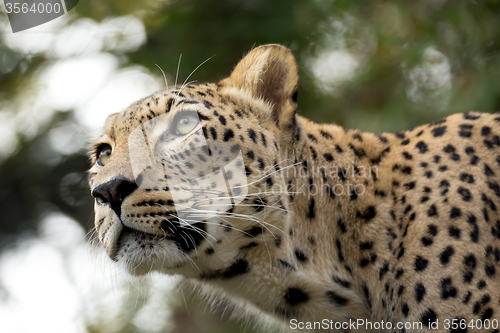 Image of head shot of Persian leopard