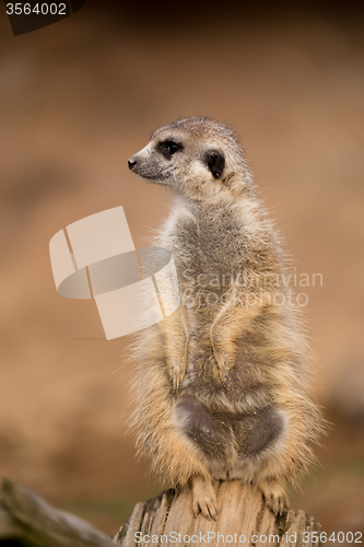 Image of female of meerkat or suricate