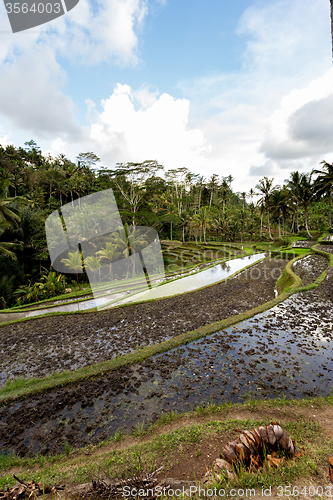 Image of Rice terraced paddy fields in Gunung Kawi