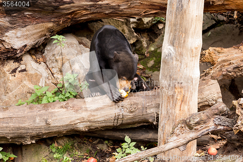 Image of Sun bear also known as a Malaysian bear