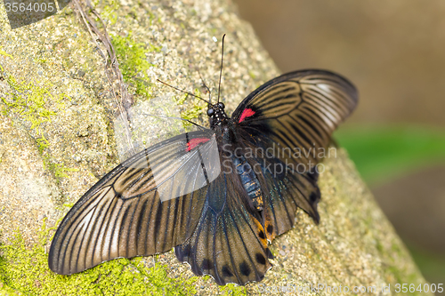 Image of beautiful dark butterfly with white strip