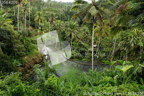 Image of Rice terraced paddy fields in Gunung Kawi