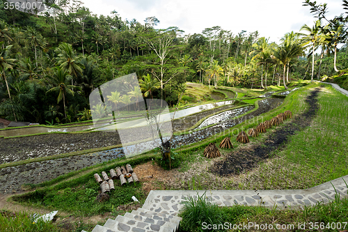 Image of Rice terraced paddy fields in Gunung Kawi