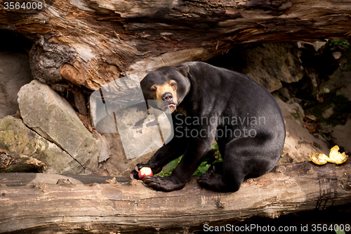 Image of Sun bear also known as a Malaysian bear