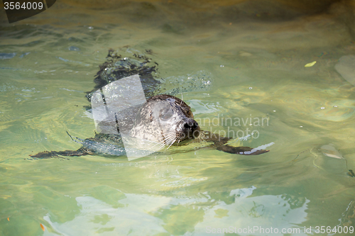 Image of portrait of young harbor seal