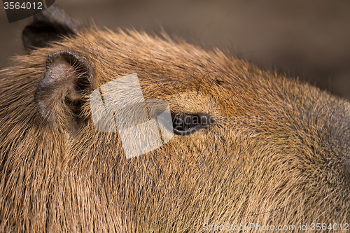 Image of Close up photo of Capybara