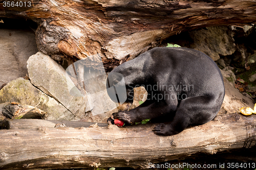 Image of Sun bear also known as a Malaysian bear