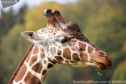 Image of young cute giraffe grazing