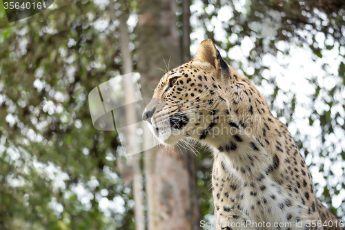 Image of head shot of Persian leopard