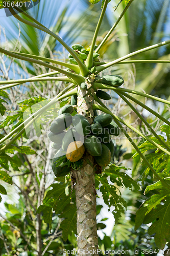 Image of Green papaya on the tree, Bali Indonesia